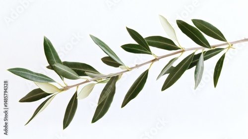 Olive Branch with Green and Silvery Leaves Against isolated on White Background. perfect bright overlay for natural themed designs illustration.
