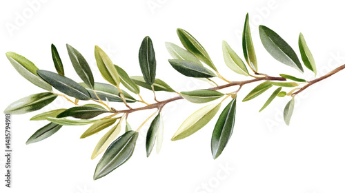Olive Branch with Green and Silvery Leaves Against isolated on White Background. perfect bright overlay for natural themed designs illustration.