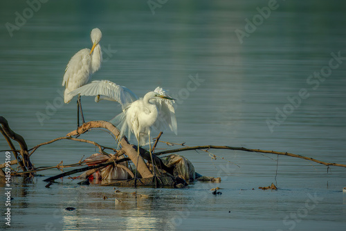 Photography The great egret (Ardea alba) on branch