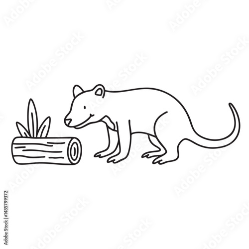 A Tasmanian devil sniffing near a hollow log in the forest