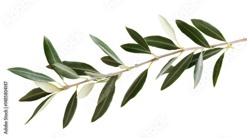 Olive Branch with Green and Silvery Leaves Against isolated on White Background. perfect bright overlay for natural themed designs illustration.