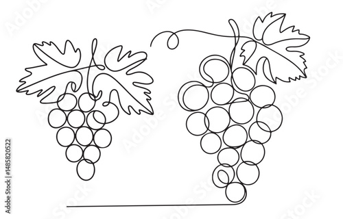 Simple Grape Vine Drawing – Abstract Line Art of Fresh Fruit