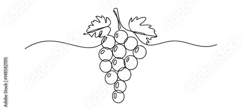 Simple Grape Vine Drawing – Abstract Line Art of Fresh Fruit