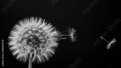 Dandelion seeds gracefully drift in a gentle breeze against a dark background
