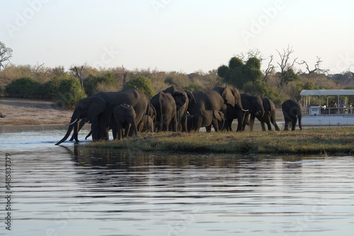 Photography elephants in the water