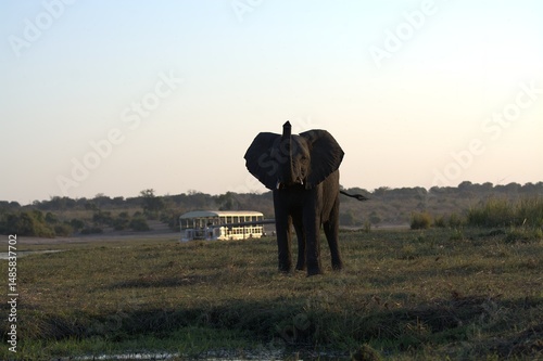 Photography elephants in the water