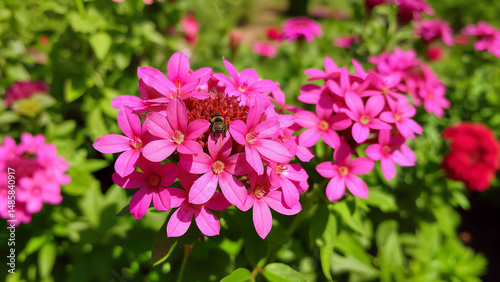 Bee eat nectar from pink flowers in a lush garden. Ideal for illustrating pollination, nature, and springtime beauty.