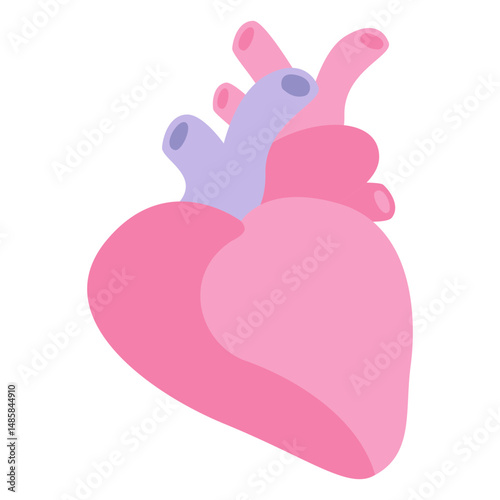 Heart human organ
