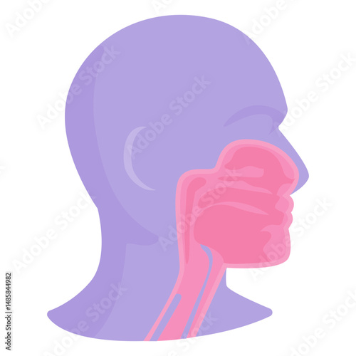 Mouth anatomy