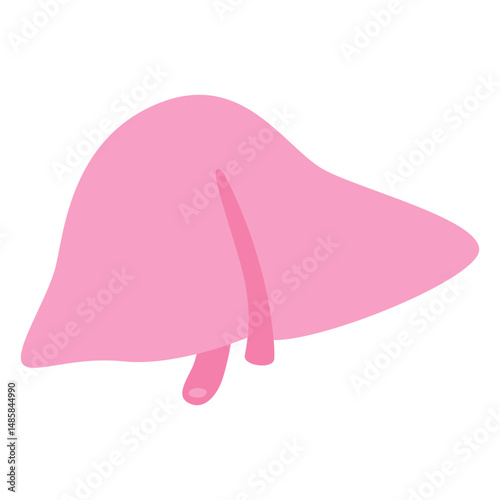Liver human organ