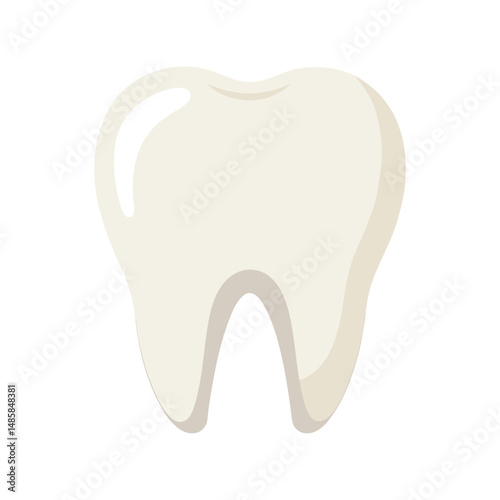 Healthy human molar tooth vector illustration. Clean white dental anatomy icon, oral care concept, medical tooth diagram.

