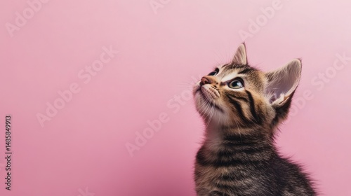 Adorable kitten gazing upwards (1)