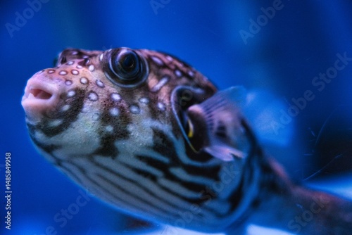 サザナミフグ(White-spotted puffer)