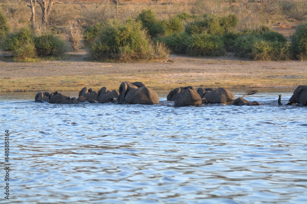 Ταπετσαρία elephants in the water
