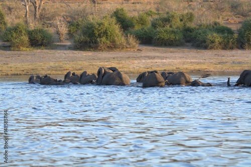 Photography elephants in the water