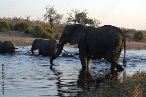 Canvas Print elephants in the water