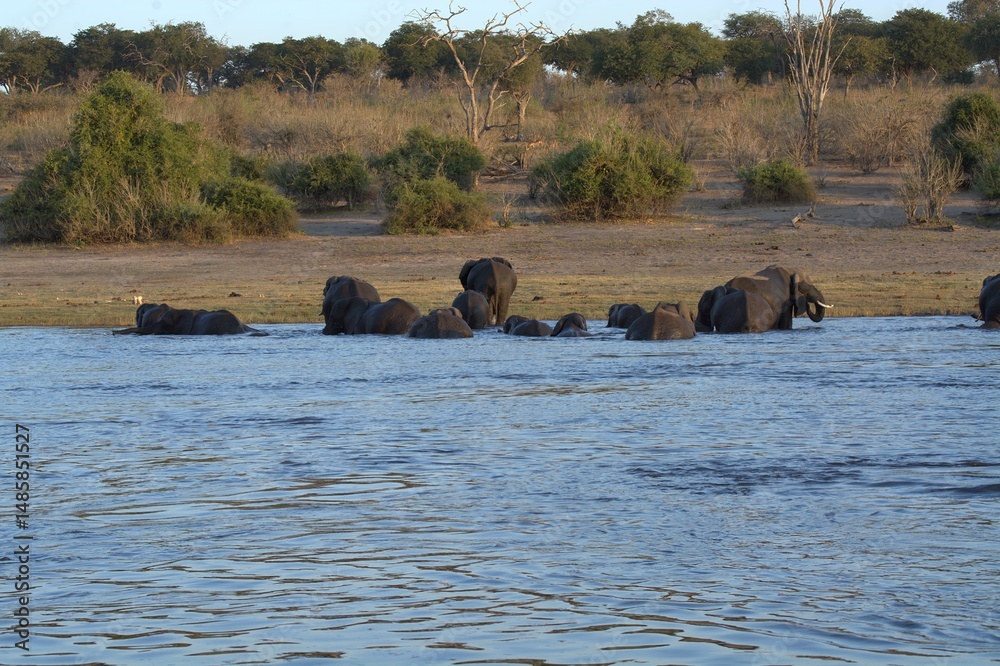 Ταπετσαρία elephants in the water