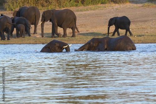 Canvas Print elephants in the water