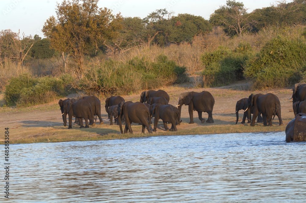 Obraz premium elephants in the water