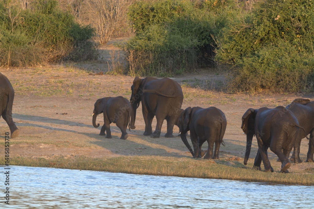 Fotografie elephants in the water
