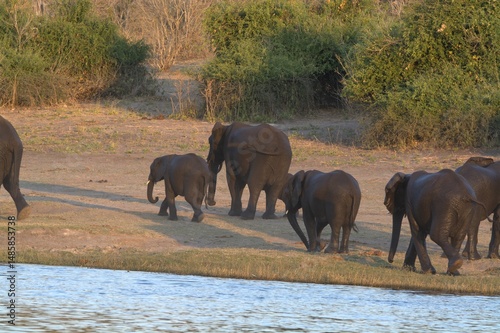 Photography elephants in the water