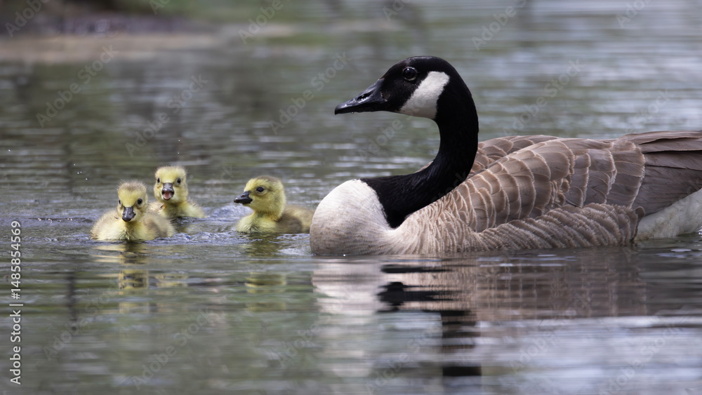 Obraz premium Proud female hen Canada goose Branta canadensis keeps a watchful eye as she takes three of her adorable goslings for a swim