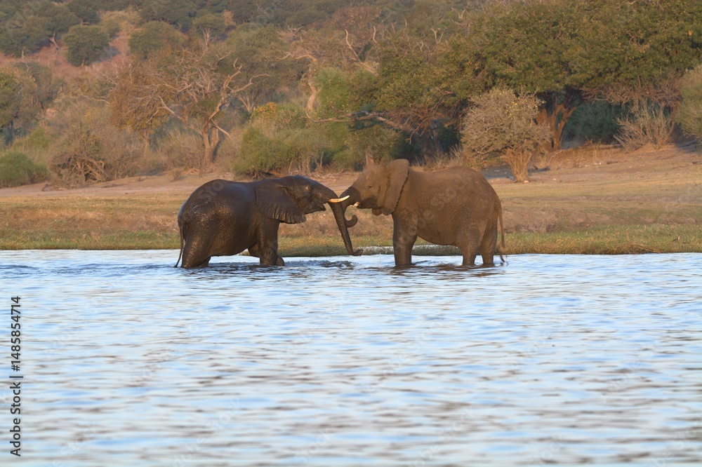 Foto elephants in the water