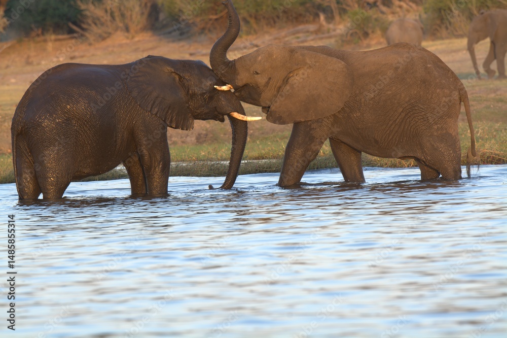 Wall Mural elephants in the water