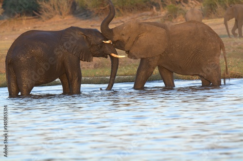 Photography elephants in the water