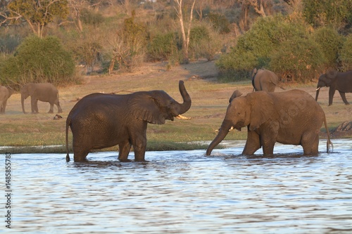 Canvas Print elephants in the water