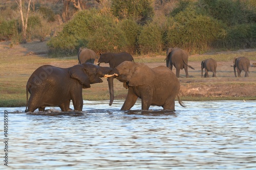 Photography elephants in the water