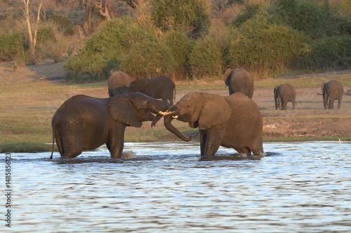 Canvas Print elephants in the water