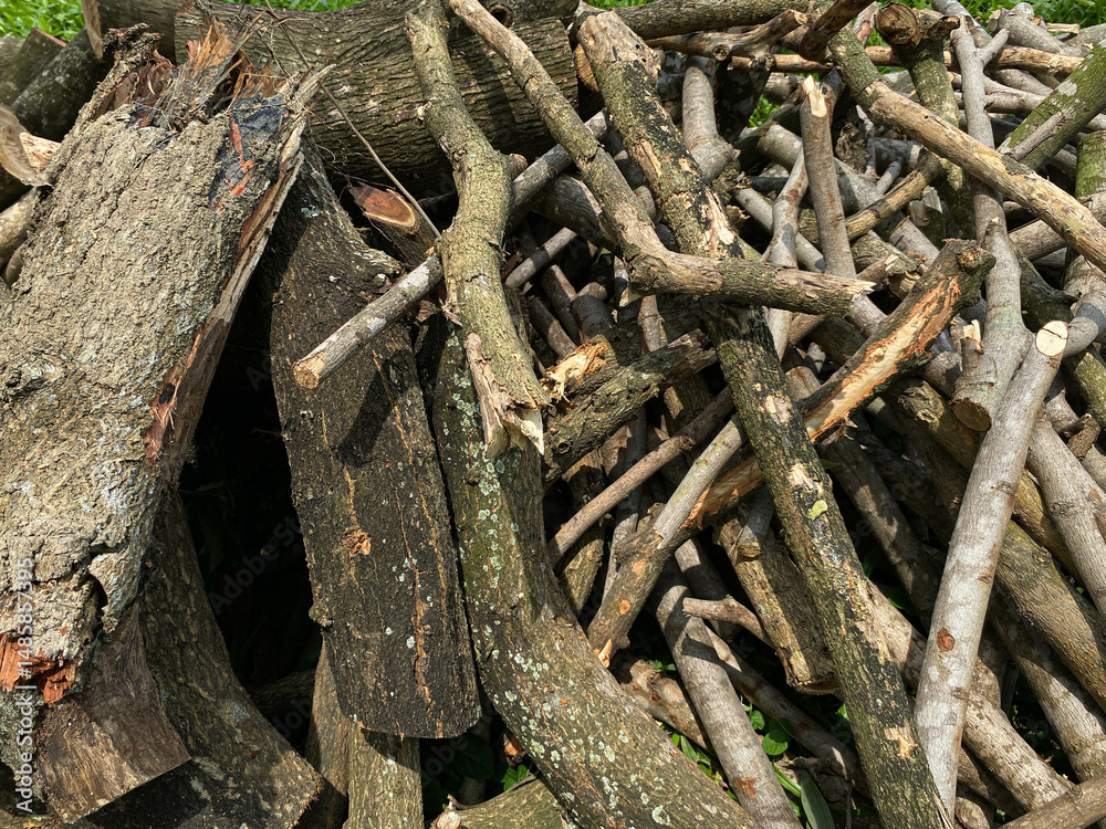 Fototapeta premium Pile of fire wood or tree branch or twigs