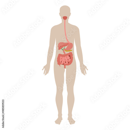 Digestive system anatomy diagram illustration 