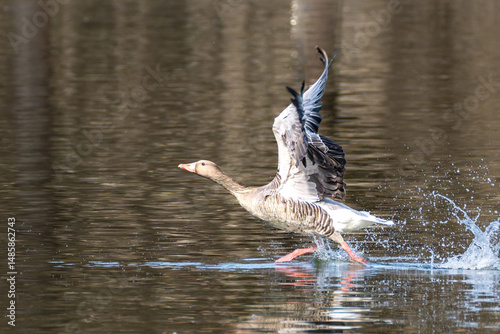 The flying greylag goose, Anser anser is a species of large goose