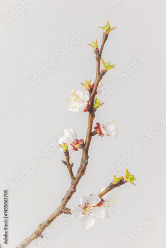 Spring flower of a fruit tree - close-up photo