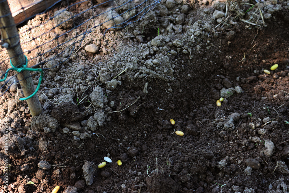 Obraz premium Planting French bean seeds in the ground near a plastic grid in the vegetable garden 