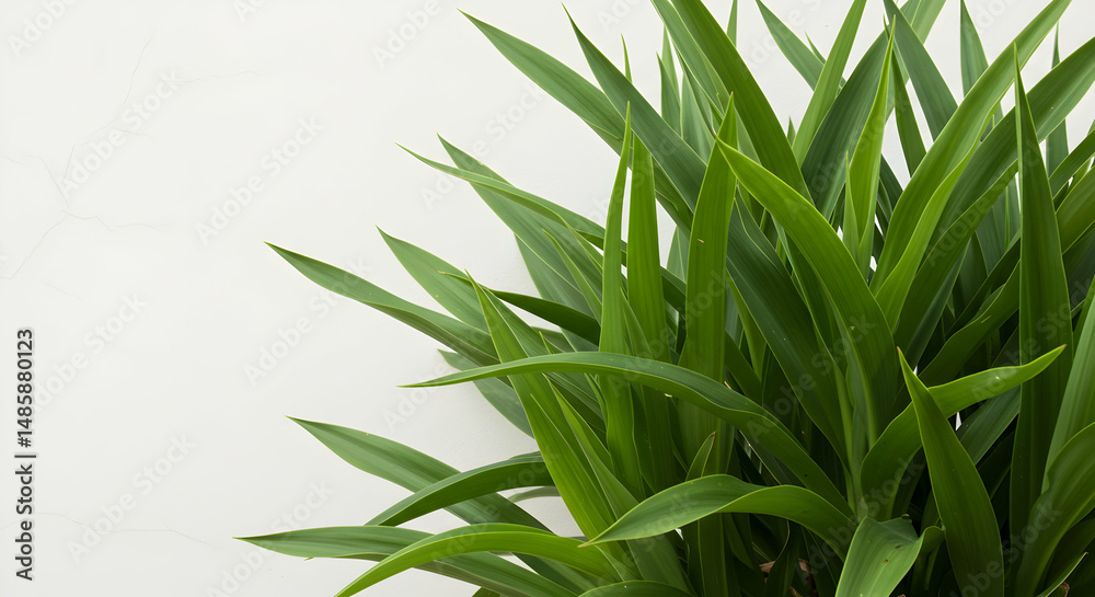 Fototapeta premium Leaves, Foliage, Greenery, Lush Green Plant Against White Wall