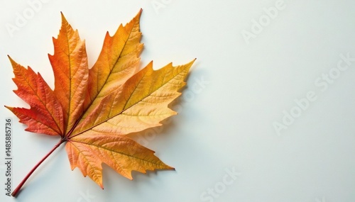 Subtle, natural leaf motif on a light surface , natural pattern, pattern, summer