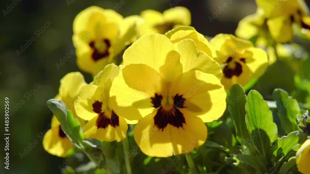 Close-up of yellow flowers of the Violaceae family in spring. In a backyard garden bed. Spring in the garden. Slow motion 100fps. Close-up of yellow flowers of the Violaceae family in spring. In a backyard garden bed. Spring in the garden. Slow motion 100fps.