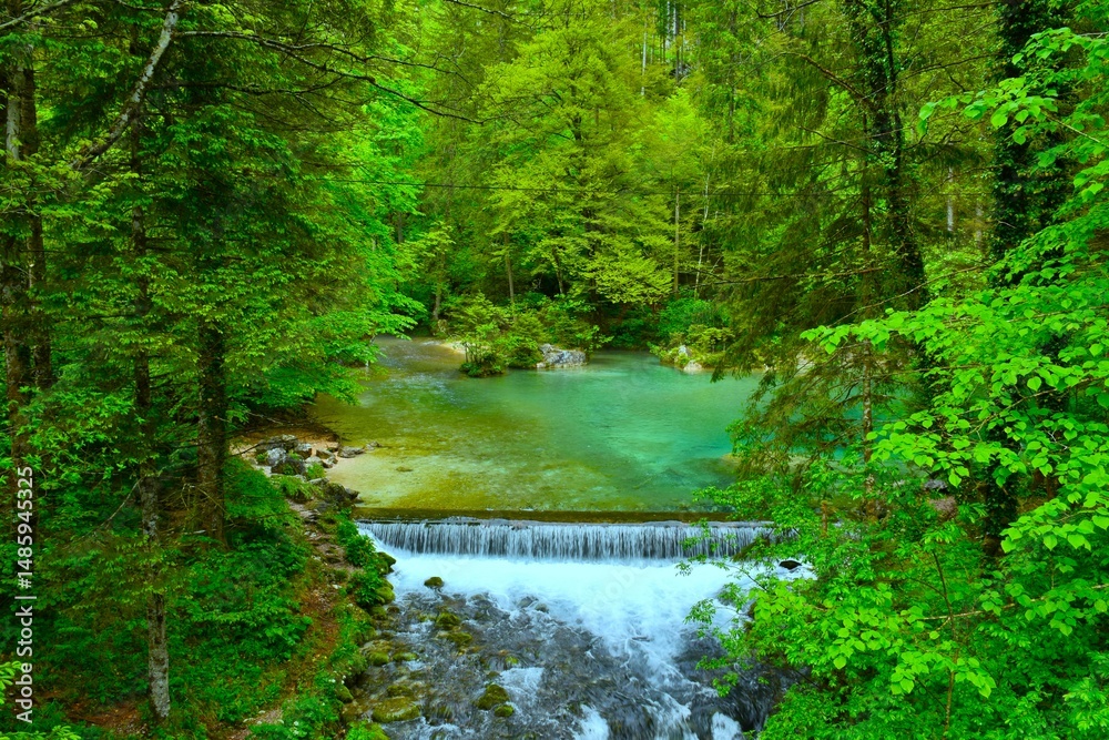 Obraz premium Spring of Kamniška Bistrica in a forest in Gorenjska, Slovenia