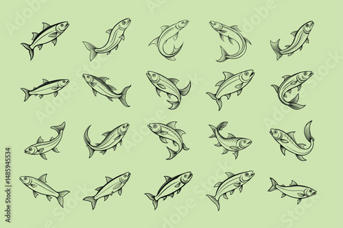 herring fish design, labeled line art vector silhouette illustration.