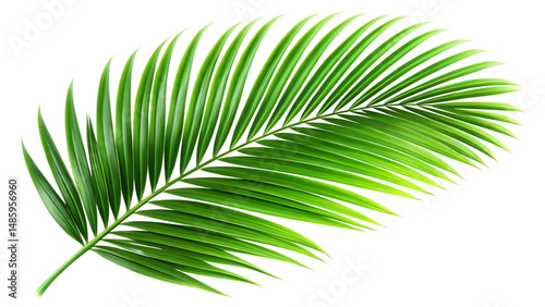 Vibrant green palm leaf isolated on a black background perfect for tropical designs