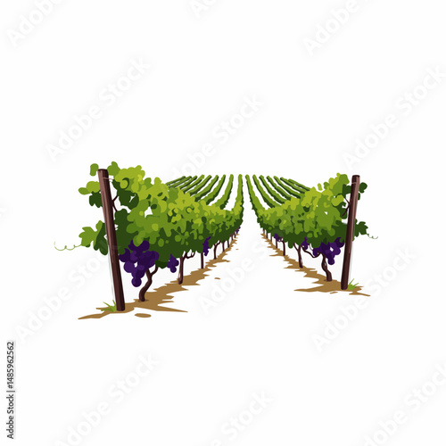 A vineyard row, with grape vines growing near a wooden post, against a white space
