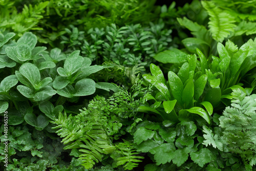 Lush green moss and ferns covering the forest floor in a tranquil fantasy setting during the early morning light