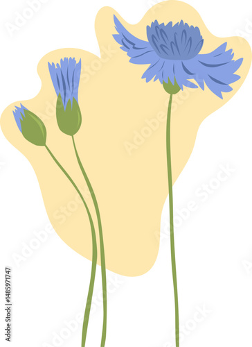Knapweed vector hand drawn illustration. isolated background. Botanical flowers