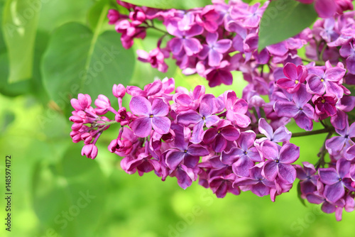 Wallpaper Mural Beautiful varietal lilac flowers with selective focus. Floral background. Nature in spring. Close-up of lilac bush blossom Torontodigital.ca