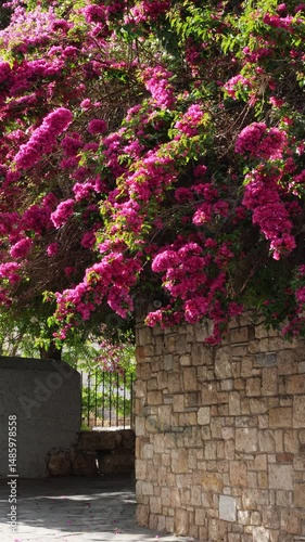 Medium shot of vibrant purple bougainvillea tree blooming on a narrow stone street in the old town of Athens, Greece. Wind moves branches. No people. Bright daylight. Vertical.
