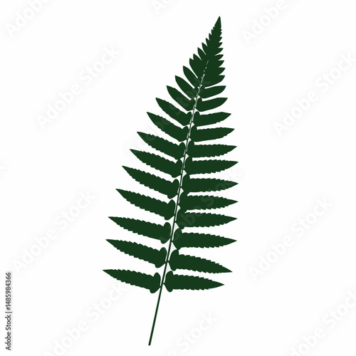 A lush green fern frond stands out sharply against the plain white background