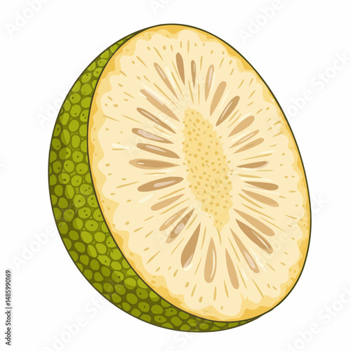 Half cut fruit with segments and a textured green outer skin detail illustration